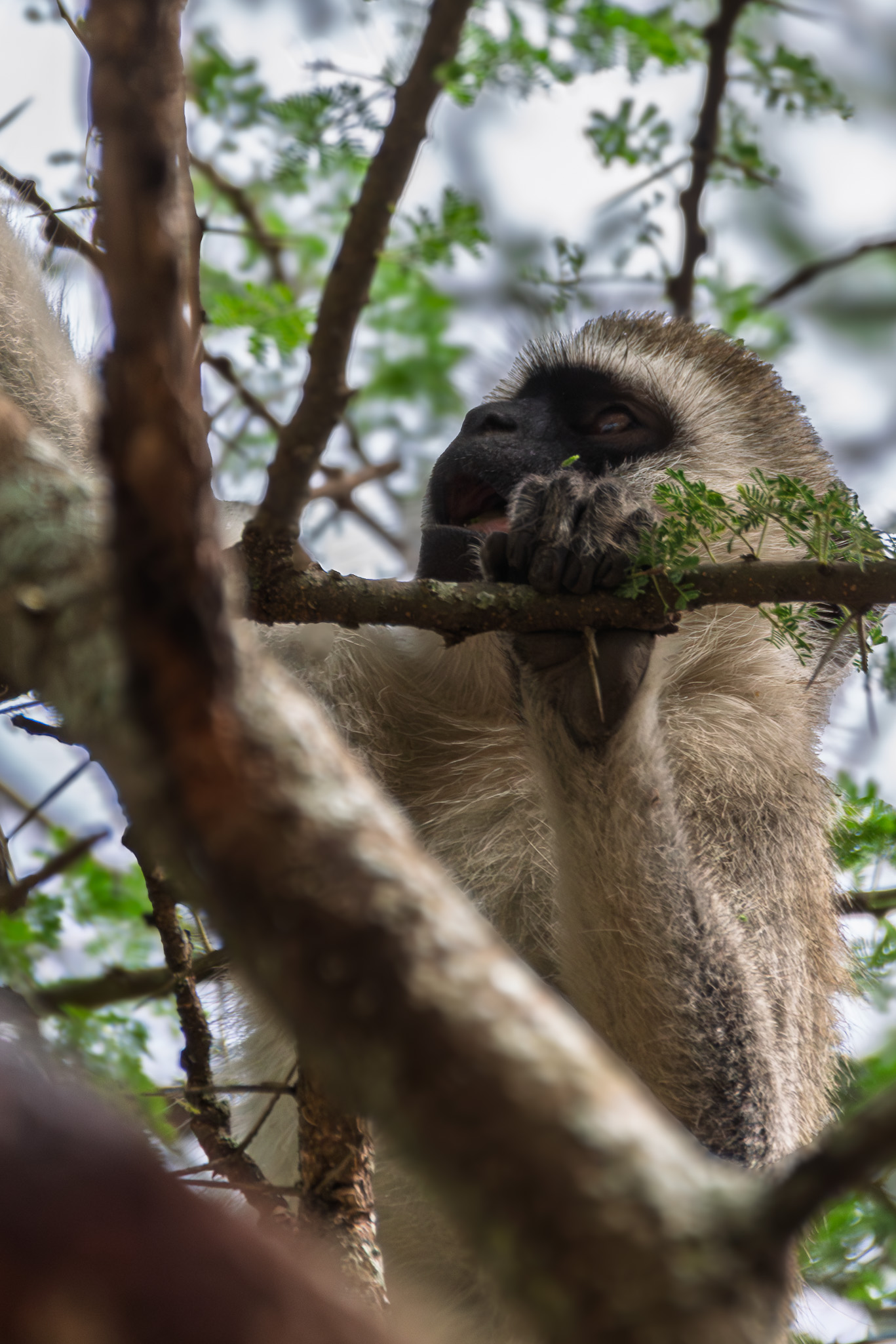 Tanzania 20260326 Mono vervet
